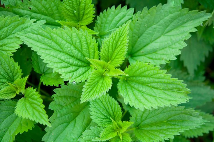 Nettle: Properties, Culinary Uses, and Applications in Beauty