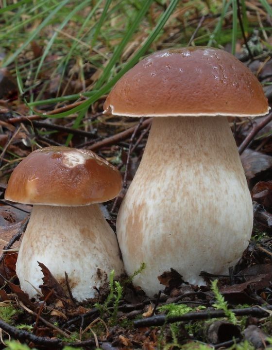 From the forest to the table: How to best collect and store porcini mushrooms